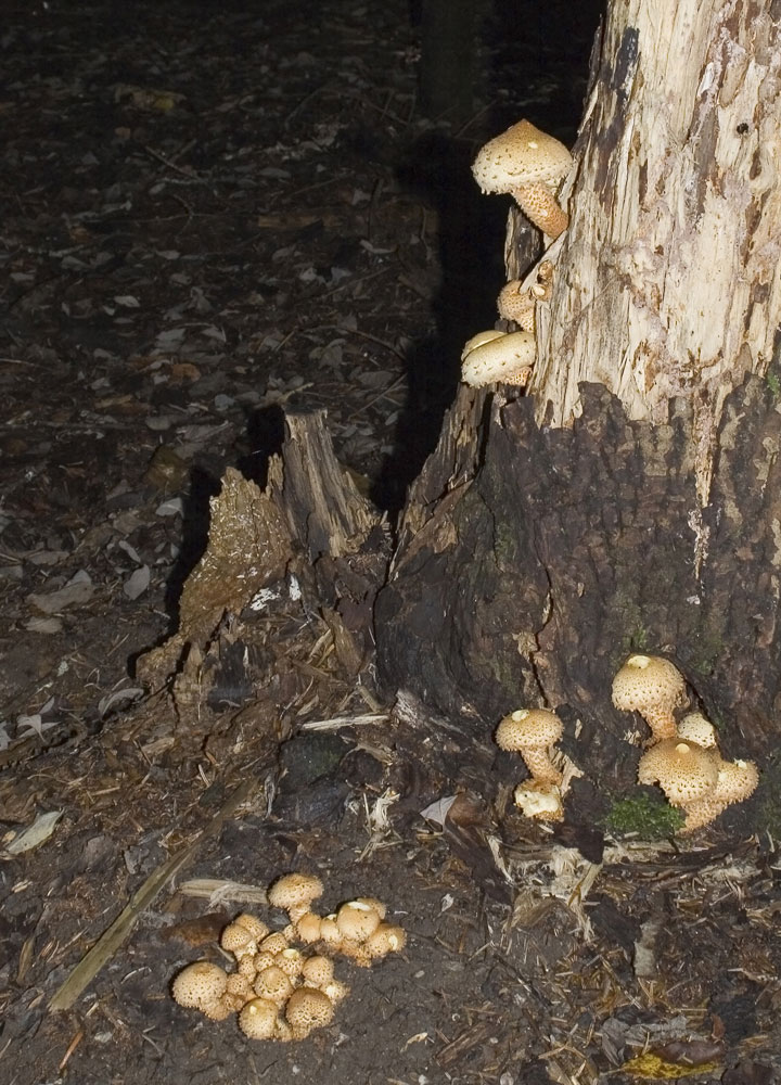 Fungo lignicolo